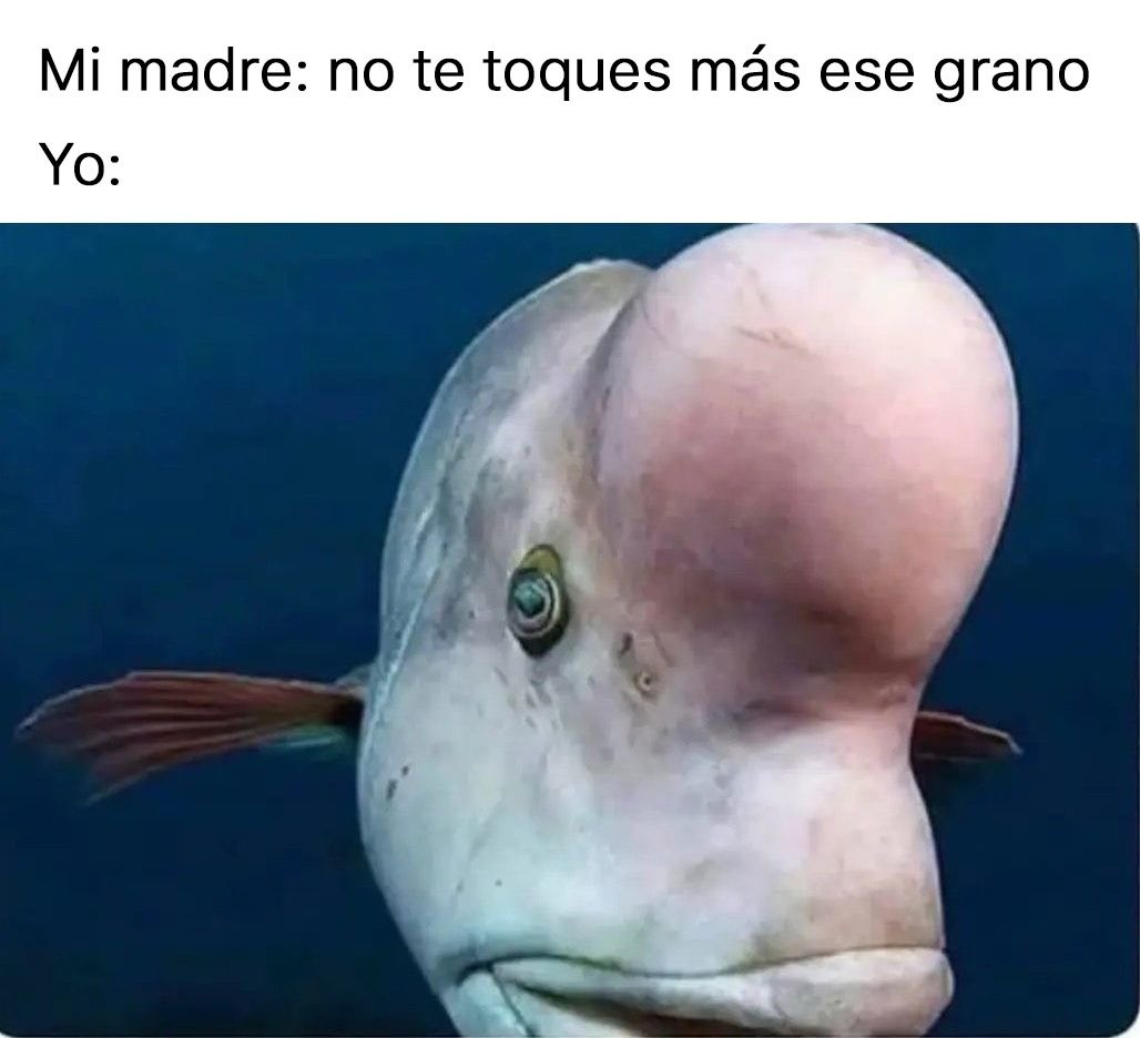 Título - meme