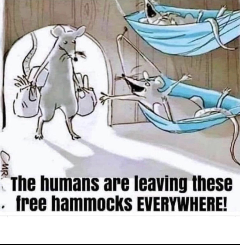 free hammocks - meme