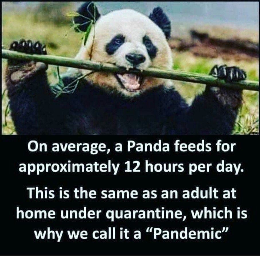 Panda - meme