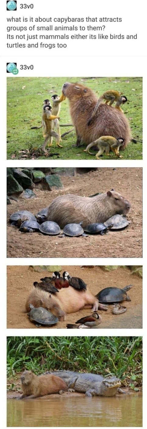 Capybaras - meme