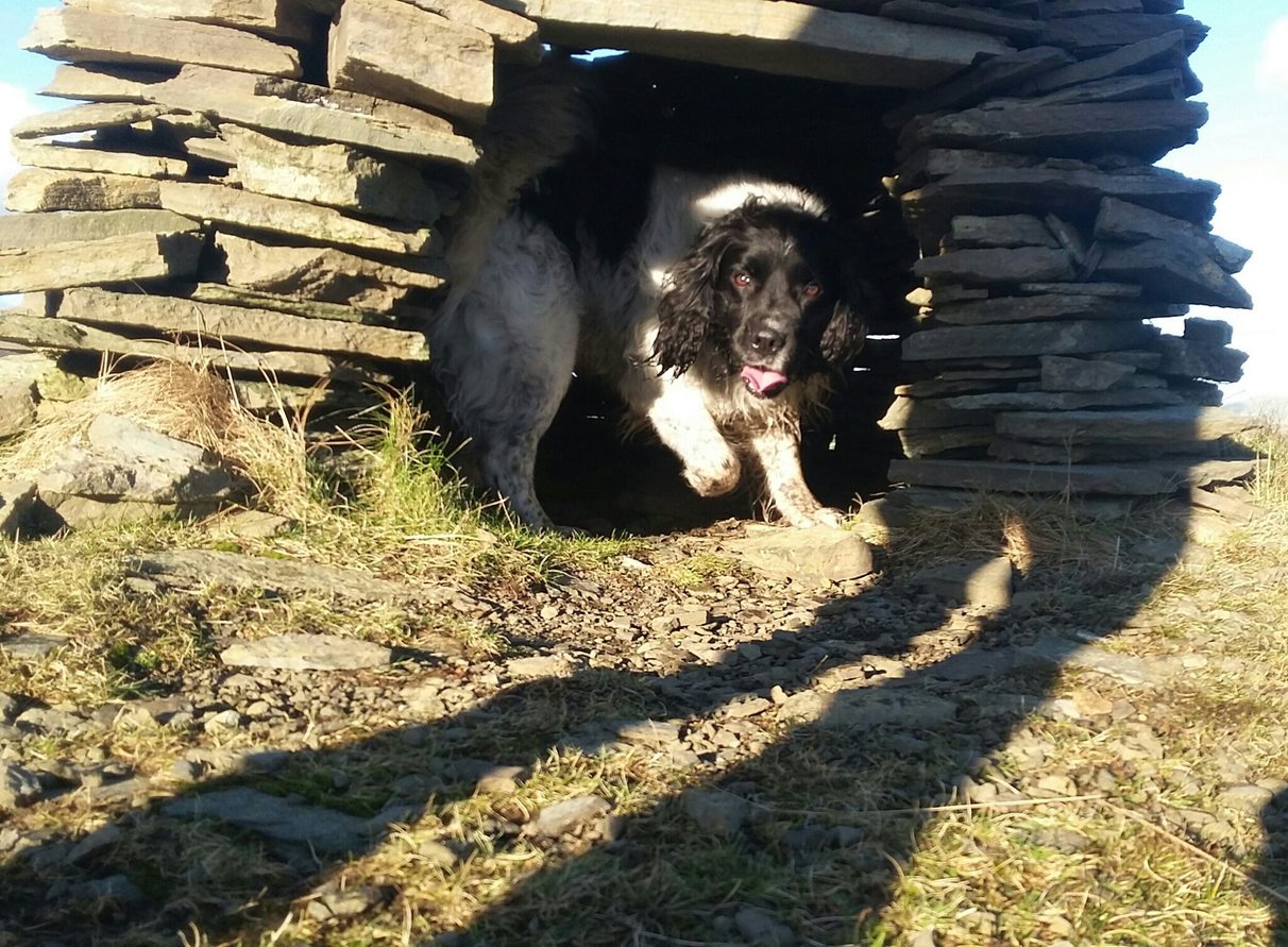 Built my dog a shelter out of stone - meme