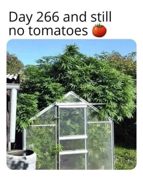 Still no tomatoes - meme