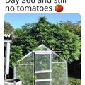 Still no tomatoes