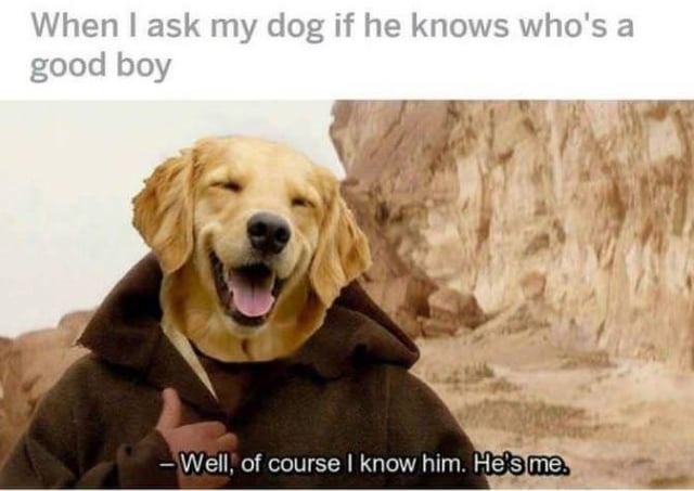 Wholesome Doggy ONe Kenobi - meme