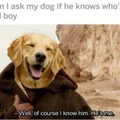 Wholesome Doggy ONe Kenobi