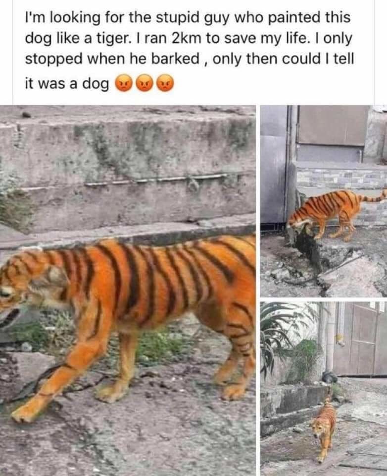 we should paint pitbulls and let them roam the streets - meme
