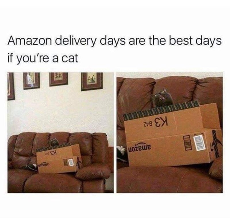 Cats think Amazon deliveries are for them now - meme
