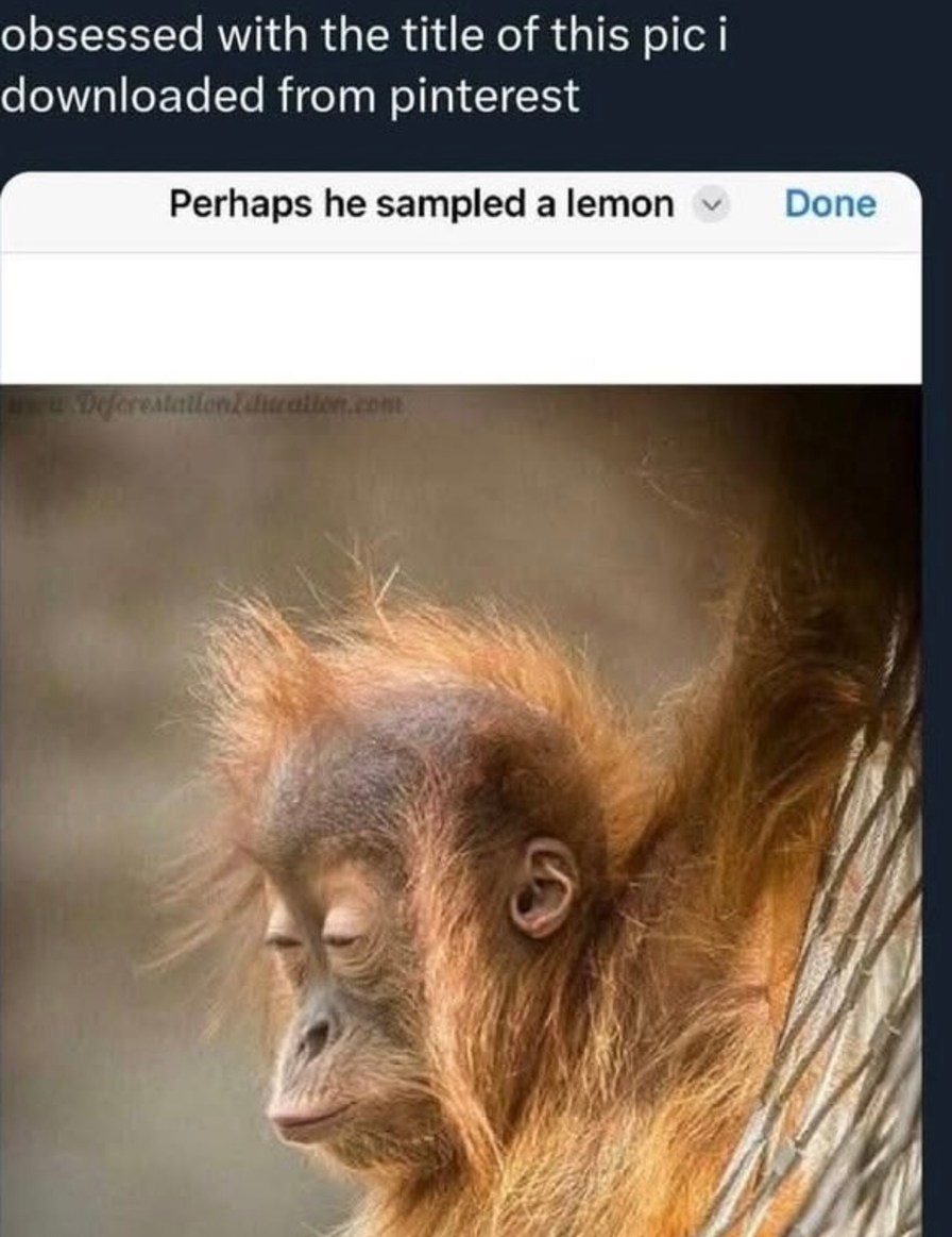 Perhaps he sampled a lemon - meme