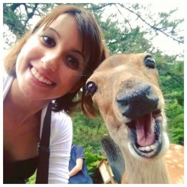Bambi Selfie - meme