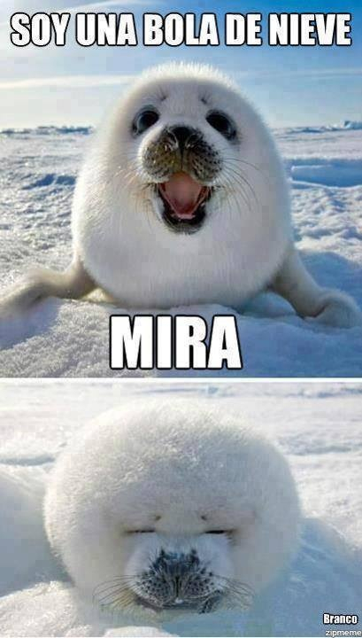  - meme