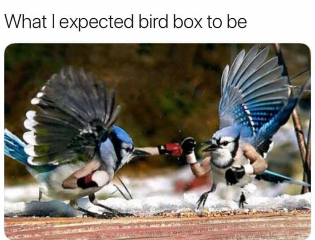Bird box(ing) - meme