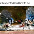 Bird box(ing)