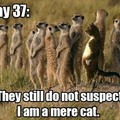 Cat has infiltrated the meerkats