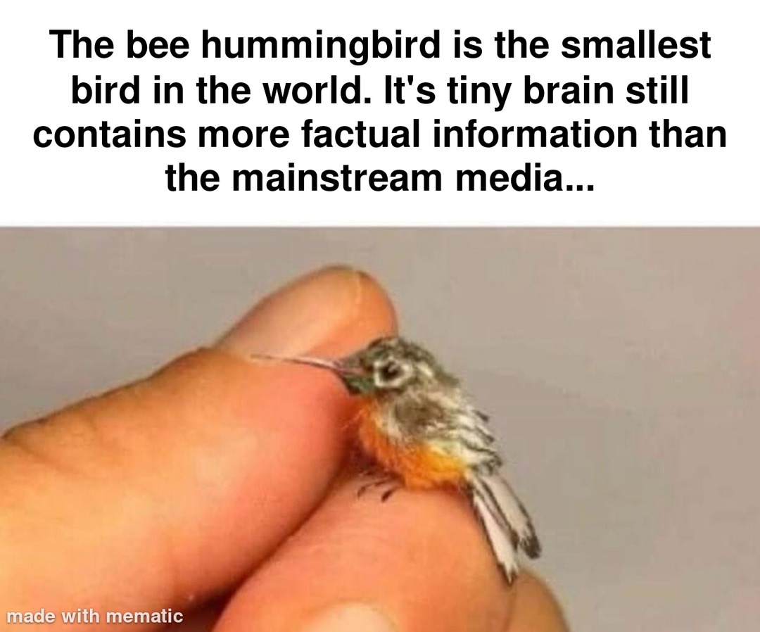 Bee - meme