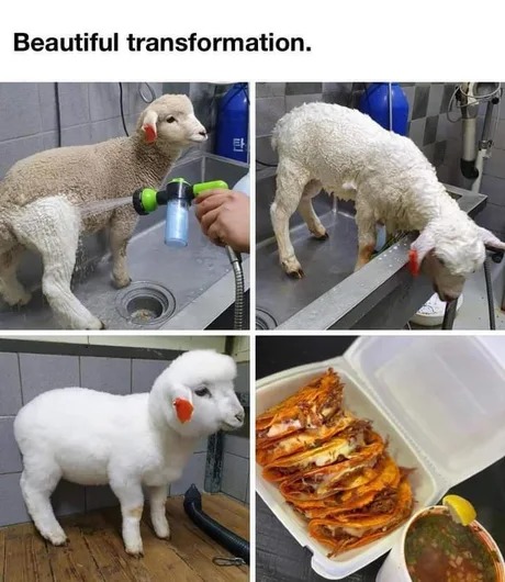 Yes. Sheep looks awesome now - meme