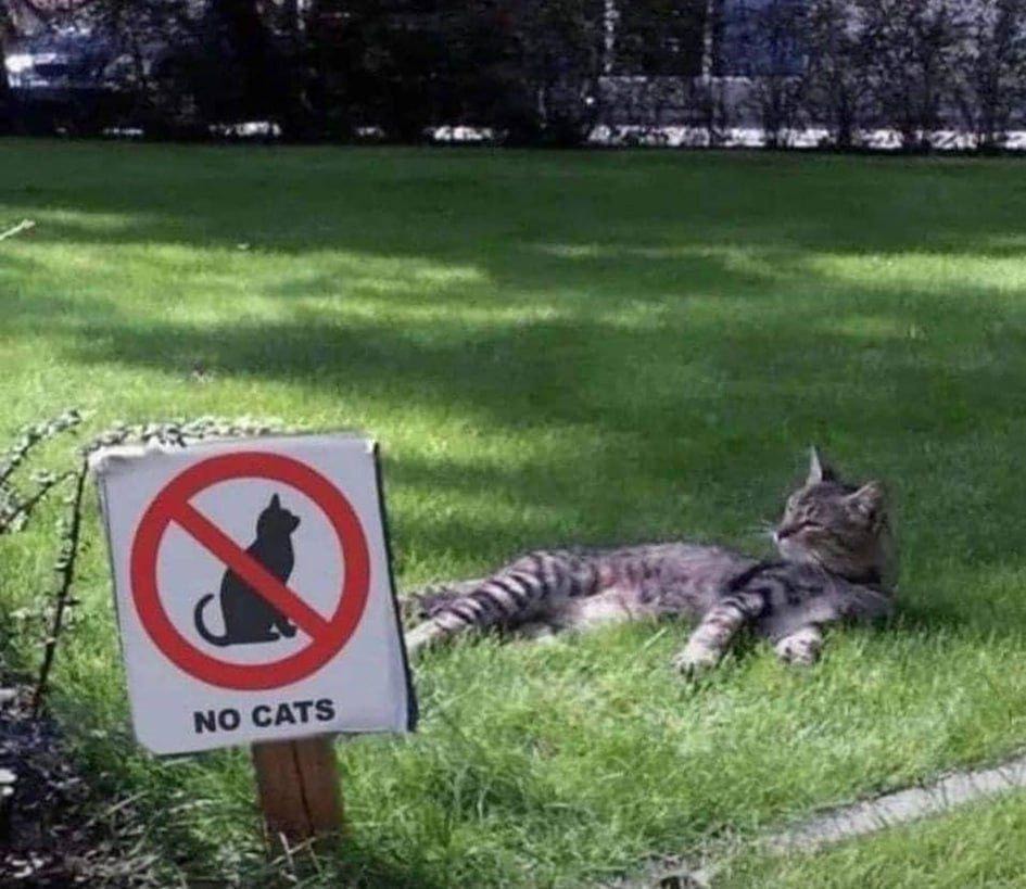 NO CATS. Note it - meme