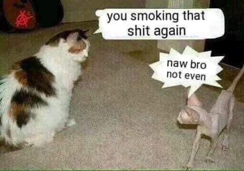 smoke shit - meme