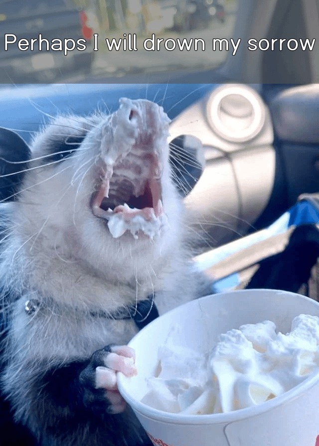 Possum eating ice cream - meme