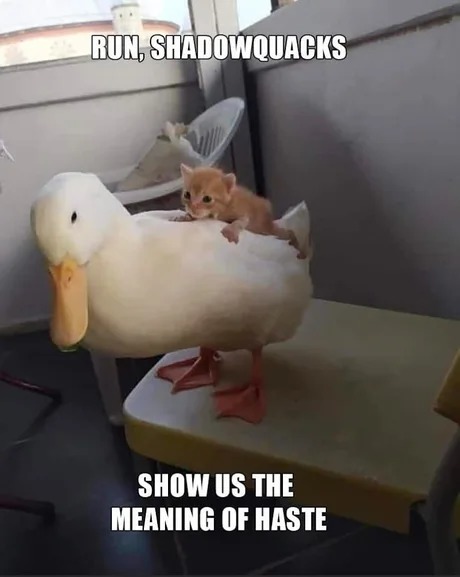 Cat x Duck - meme