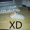 raton sexo