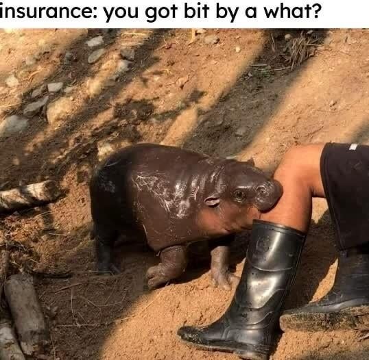 Insurance be like: you got bit by a what now? - meme