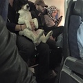 My Aunt saw this on a Plane. SOOO CUTE