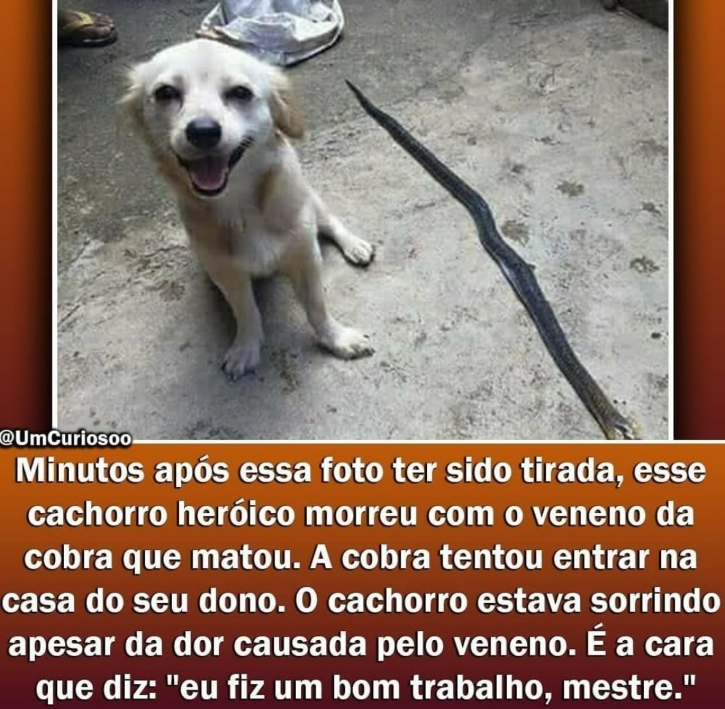 Meu maior medo de ter Cachorros e morar no mato é que um dia ele pode morrer me defendendo. - meme