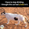 Hole in the cat