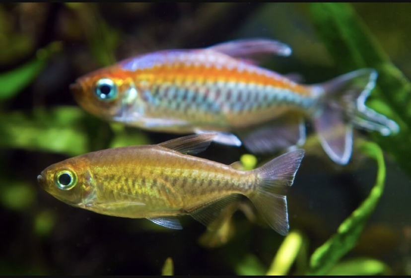 Congo tetras (male in the back, female in the front) - meme