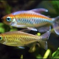 Congo tetras (male in the back, female in the front)