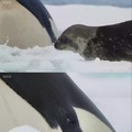 Pobre foca