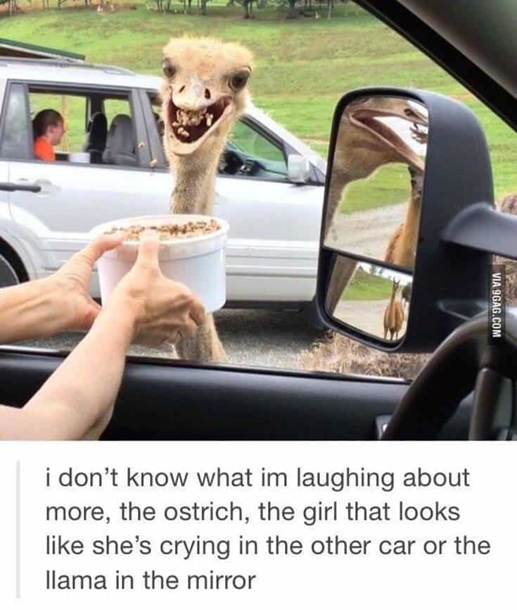 ostrich - meme