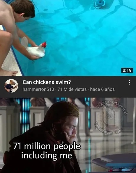 Can chickens swim? - meme
