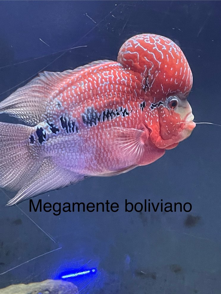 Jajajajajaja - meme