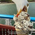 Seagull ice cream cone photoshop