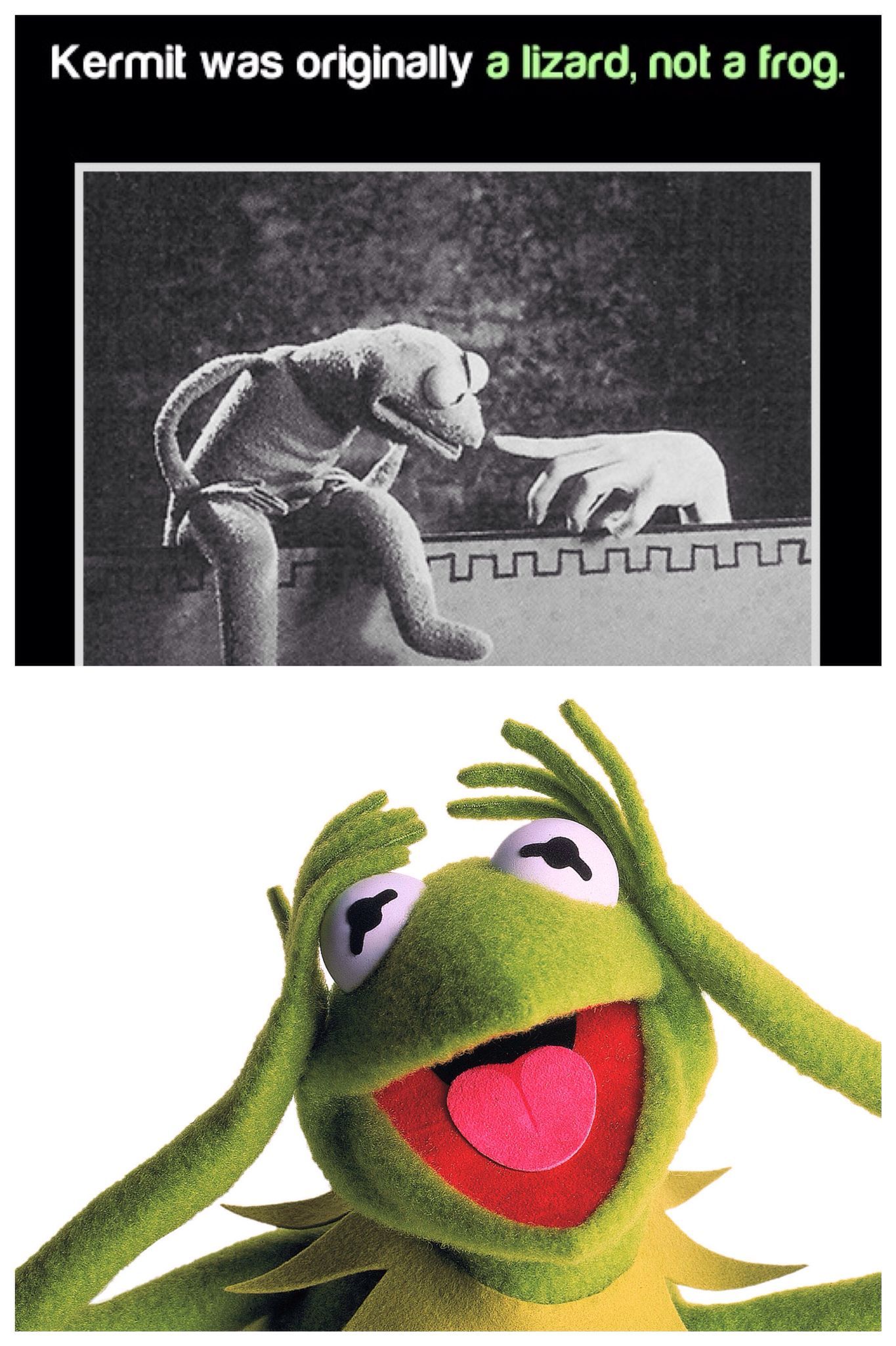 Kermit the lizard - meme