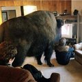 is there a bison in the room
