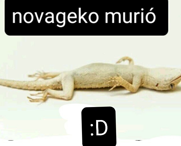 Novagarka murio - meme