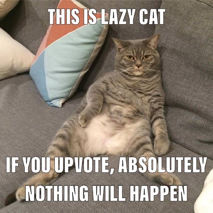 lazy cat - meme