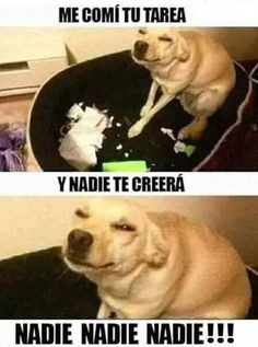 cuando el perro esta molesto contigo - meme