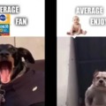 Memes perros
