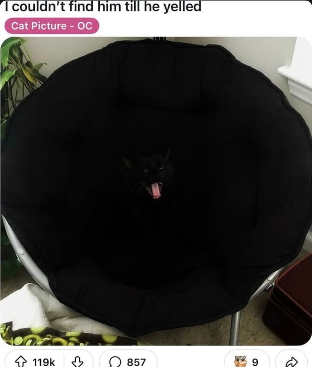 stealth mode cat unlocked - meme