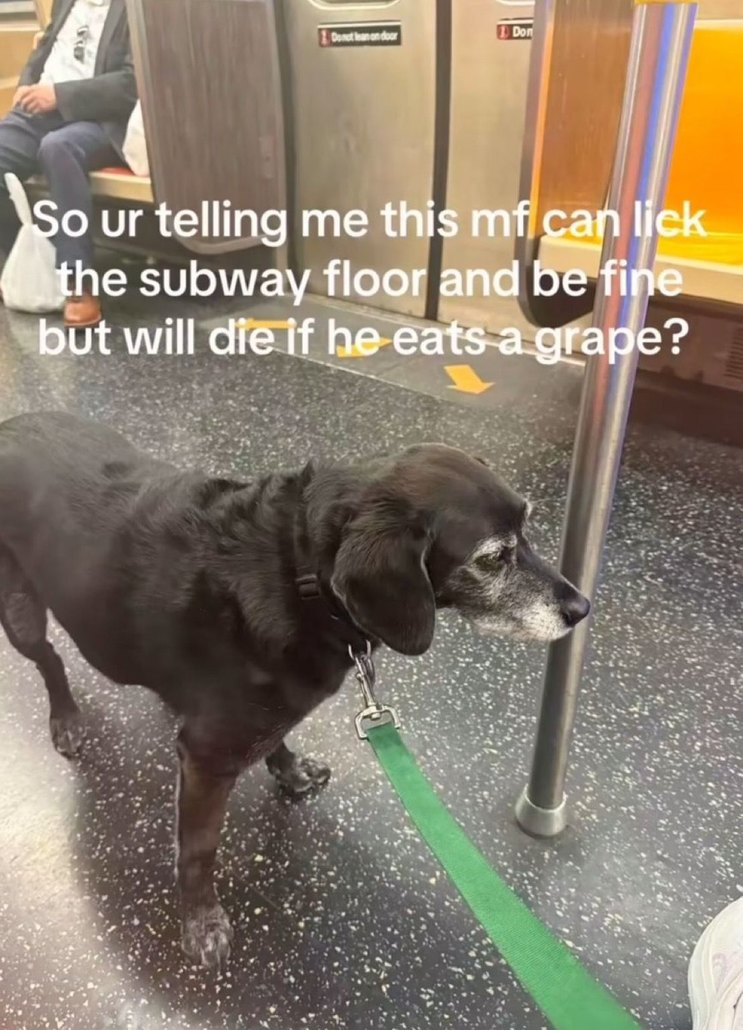 Immune to filth, felled by fruit - meme