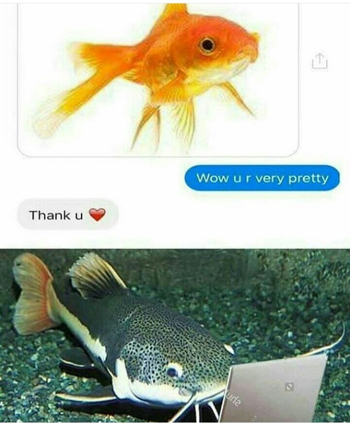 Get it? If you don't know it's, its catfish - meme