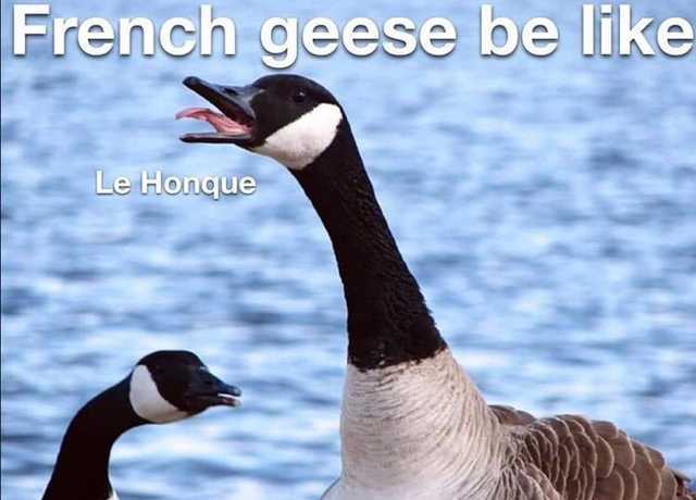 Le geese - meme