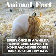 animal facts - meme