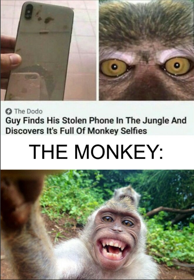 Monkey selfies - meme
