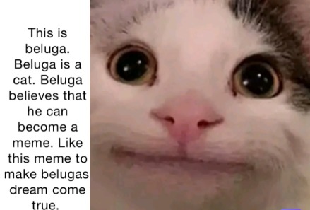 This is beluga. Beluga is a cat. Beluga believes that he can