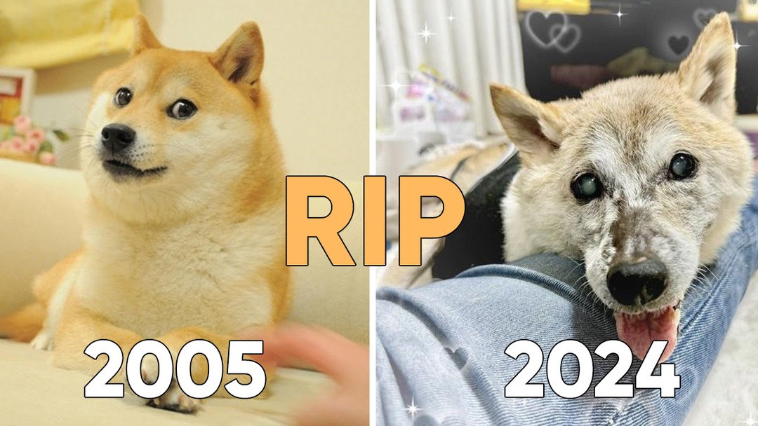 Doge you were the best - meme