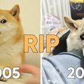 Doge you were the best